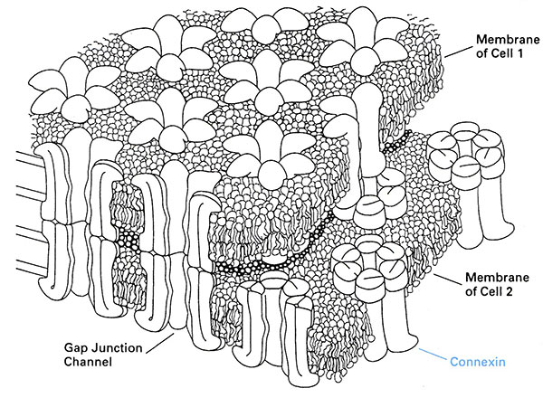 Freeze fracture